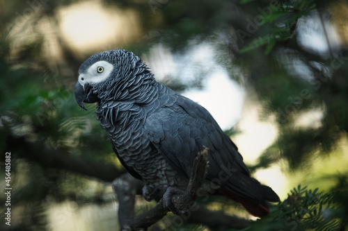 African grey parrot in green park