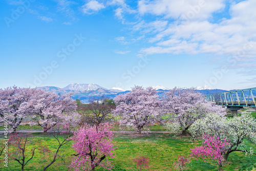 千曲川の桜並木より北信五岳を望む