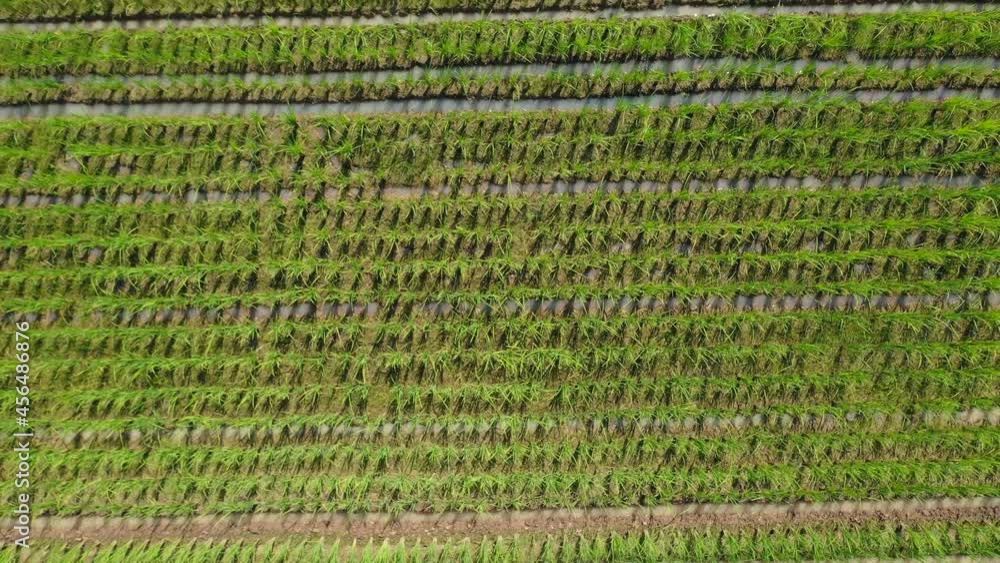 Organic Farming Paddy Rice Field from the Drone view, it flies over around the rice field area in the open sky day, Uthai Thani province, Thailand. Organic Farming Paddy Rice Field from the Drone view, it flies over around the rice field area in the open sky day, Uthai Thani province, Thailand.
