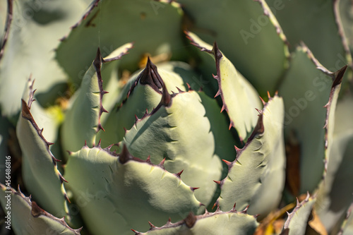 Close-up of Agave Macroacantha (Black-spined Agave) 