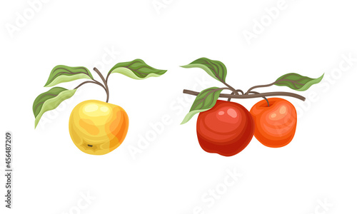 Apple Branch with Hanging Ripe Pomaceous Fruit Vector Set