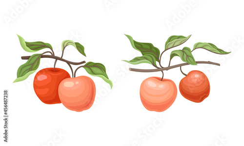 Apple Branch with Hanging Ripe Pomaceous Fruit Vector Set