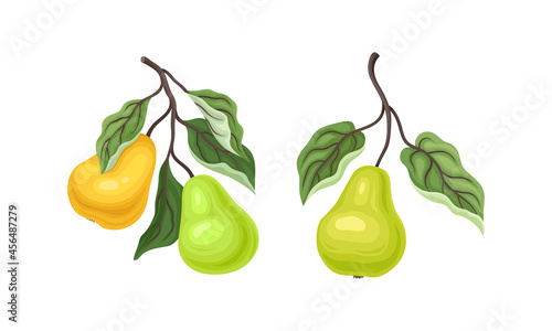 Pear Branch with Hanging Ripe Pomaceous Fruit Vector Set