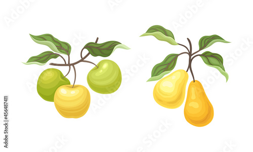 Pear and Apple Branch with Hanging Ripe Pomaceous Fruit Vector Set