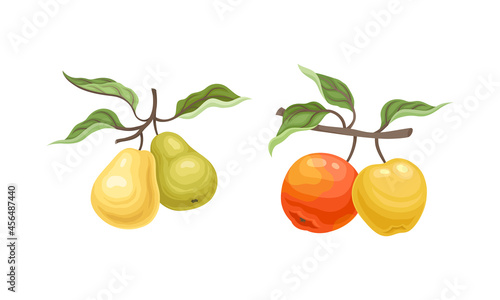 Pear and Apple Branch with Hanging Ripe Pomaceous Fruit Vector Set