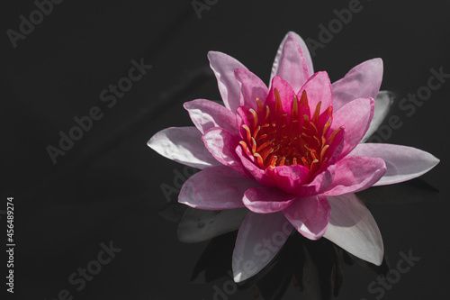 Beautiful pink waterlily or lotus flower.