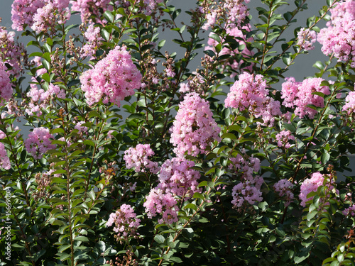 Lagerstroemia indica   Crape Myrtle or crepeflower during summer in pink inflorescence and brown capsuled fruits on pinkish-gray branches