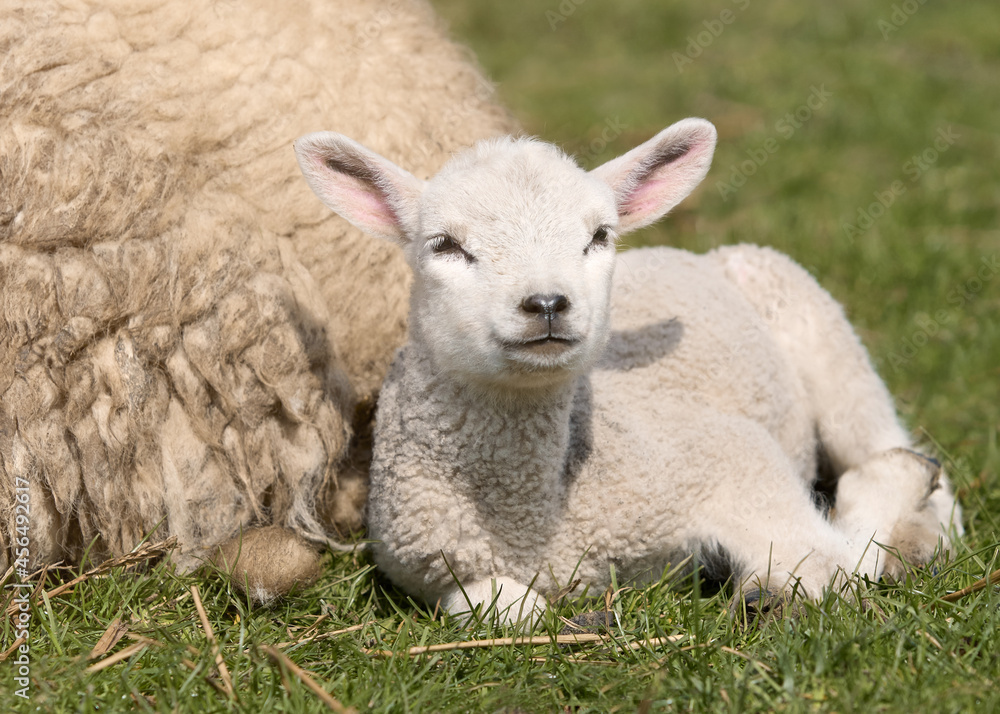 Fototapeta premium White lamb resting next to mother