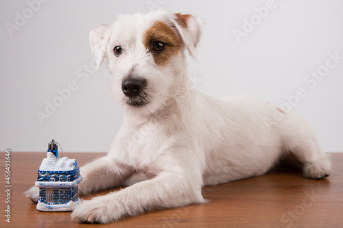 white cute puppy jack russell, close-up, between the paws holds a toy house, the concept