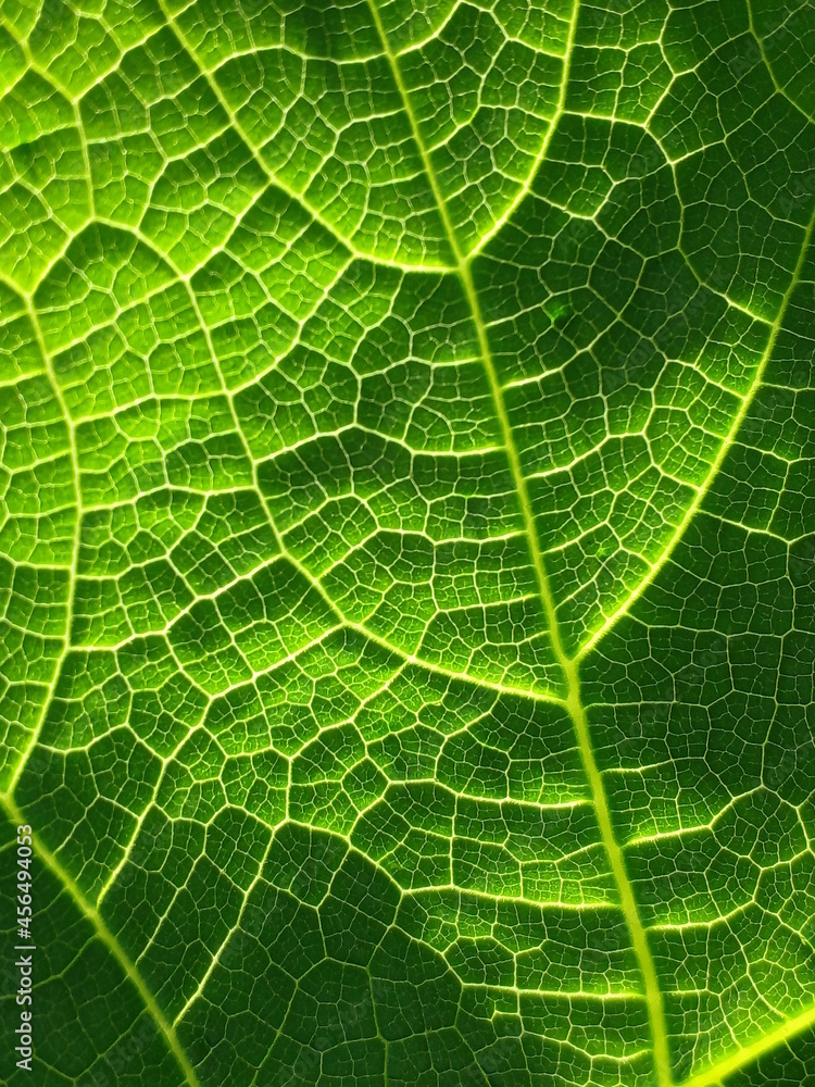 green leaf texture,green leaf outline , daylight and green leaf outline green leaf texture,green leaf outline , daylight and green leaf outline