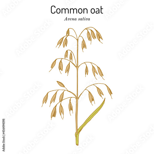 Common oat Avena sativa , edible and medicinal plant