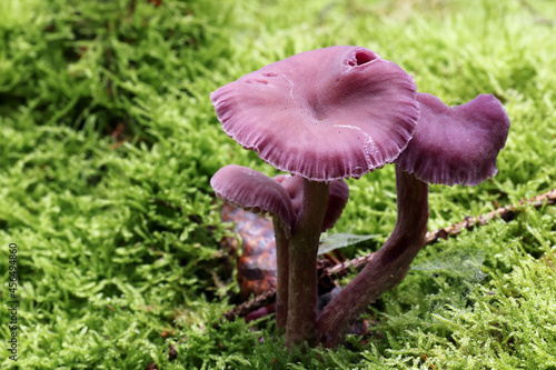 Amethyst deceiver - edible mushroom photo