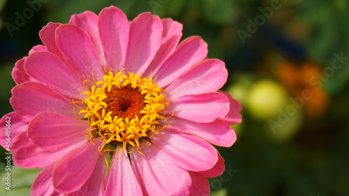 pink flower zinnia cottage garden flower bed macro