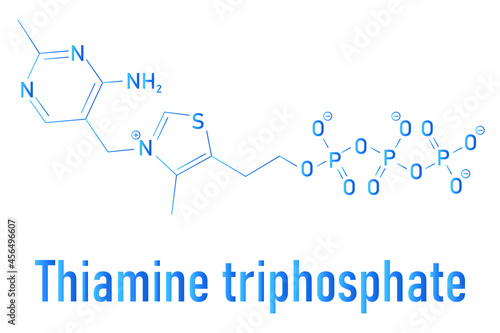 Thiamine triphosphate molecule. Skeletal formula.