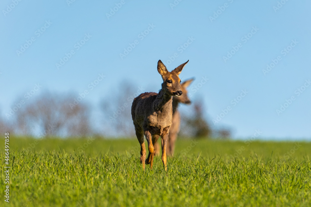 Naklejka premium Deer in the meadow. Deer in the forest. Deer in the field in the morning - (Capreolus capreolus)