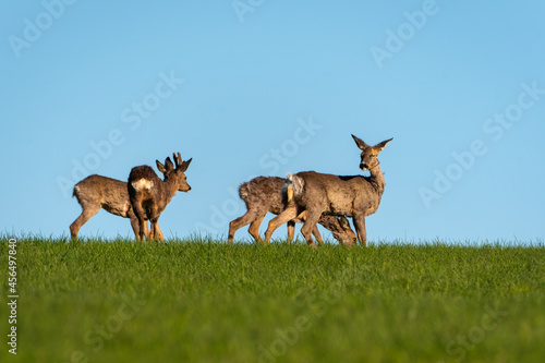 Deer in the wheat field. Deer in the woods.  Capreolus capreolus  