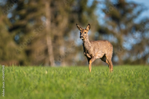 Deer in the forest. Deer in the field in the morning - (Capreolus capreolus)