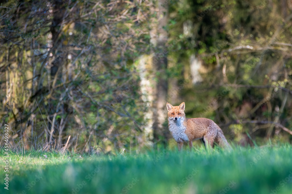 Red fox vulpes. Fox hunting in the woods Red fox vulpes. Fox hunting in the woods