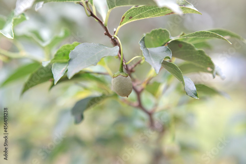 Wallpaper Mural 小さな緑色のナッツがたくさん Torontodigital.ca