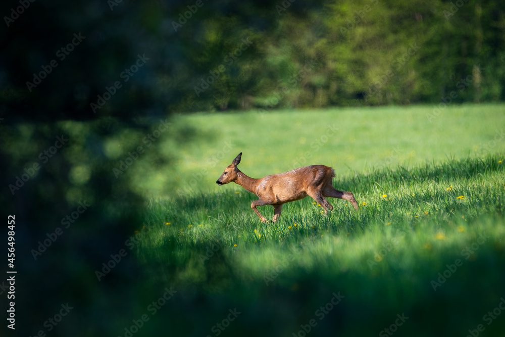 Deer in the forest. Deer in the field in the morning - (Capreolus capreolus) Deer in the forest. Deer in the field in the morning - (Capreolus capreolus)