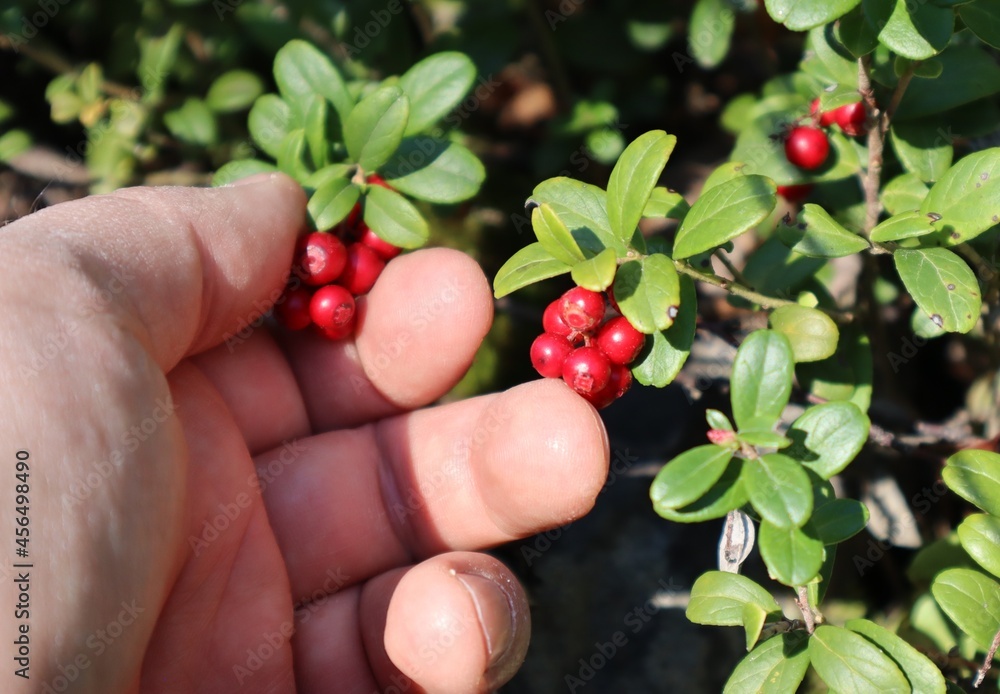 picking lingonberrys picking lingonberrys