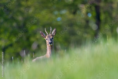 Fototapeta Naklejka Na Ścianę i Meble -  Deer in the field. Deer in the grass. (Capreolus capreolus) 