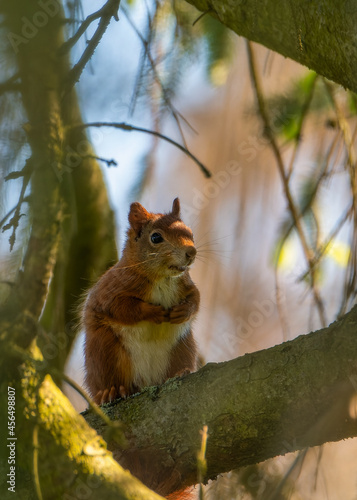 Squirrel on a tree. Red squirrel in the woods © mariusgabi