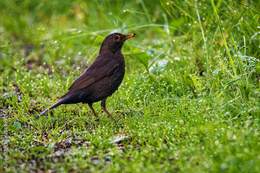 Blackbird on the grass - Turdus merula merula. Bird on the grass Blackbird on the grass - Turdus merula merula. Bird on the grass