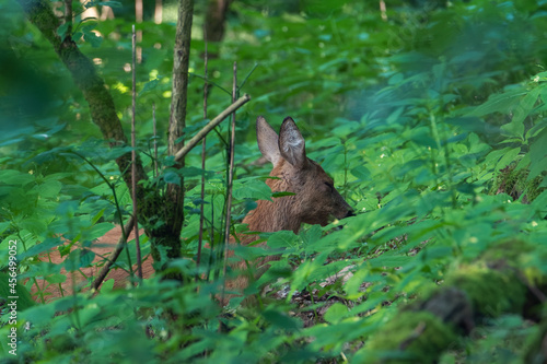 Deer in the forest. Deer in the morning through the forest. (Capreolus capreolus) © mariusgabi