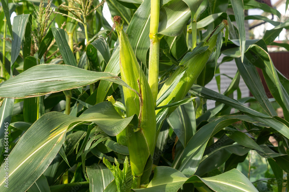 Ripe ears of corn on the stalks in the garden. Farming harvest season Ripe ears of corn on the stalks in the garden. Farming harvest season
