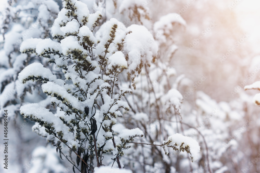 Field grass covered with snow on a cold winter day. Natural seasonal background