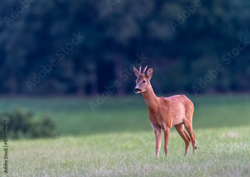 Fototapeta Naklejka Na Ścianę i Meble -  Deer in the forest. Deer in the field in the morning - (Capreolus capreolus)