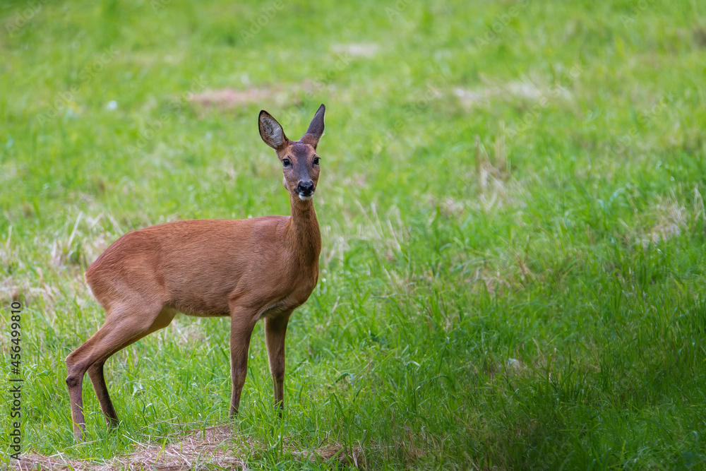 Obraz premium Deer in the forest. Deer in the field in the morning - (Capreolus capreolus)