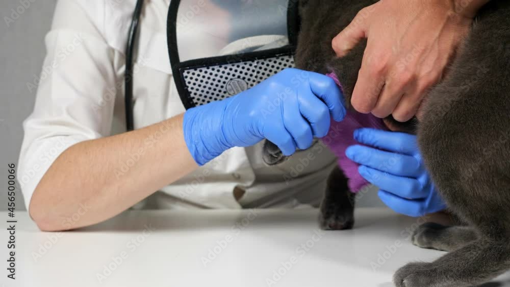 Close-up of bandaging the paw of a gray cat in a protective collar in a veterinary clinic. Close-up of bandaging the paw of a gray cat in a protective collar in a veterinary clinic.