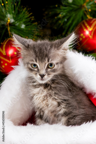 Christmas gray kitten carefully looks into the camera, sitting in a fluffy Santa Claus hat against the background of a tree and balls.