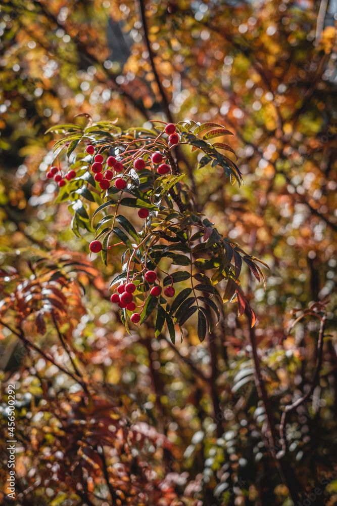autumn ripe rowan in the afternoon in warm colors autumn ripe rowan in the afternoon in warm colors