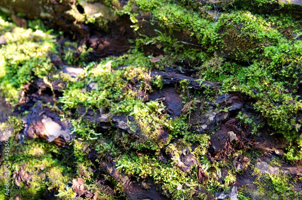 The bark of a tree overgrown with moss. The bark of a tree overgrown with moss.