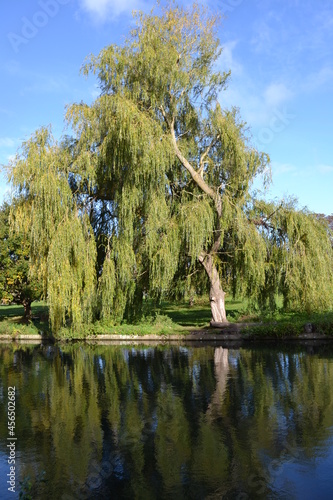 reflected trees