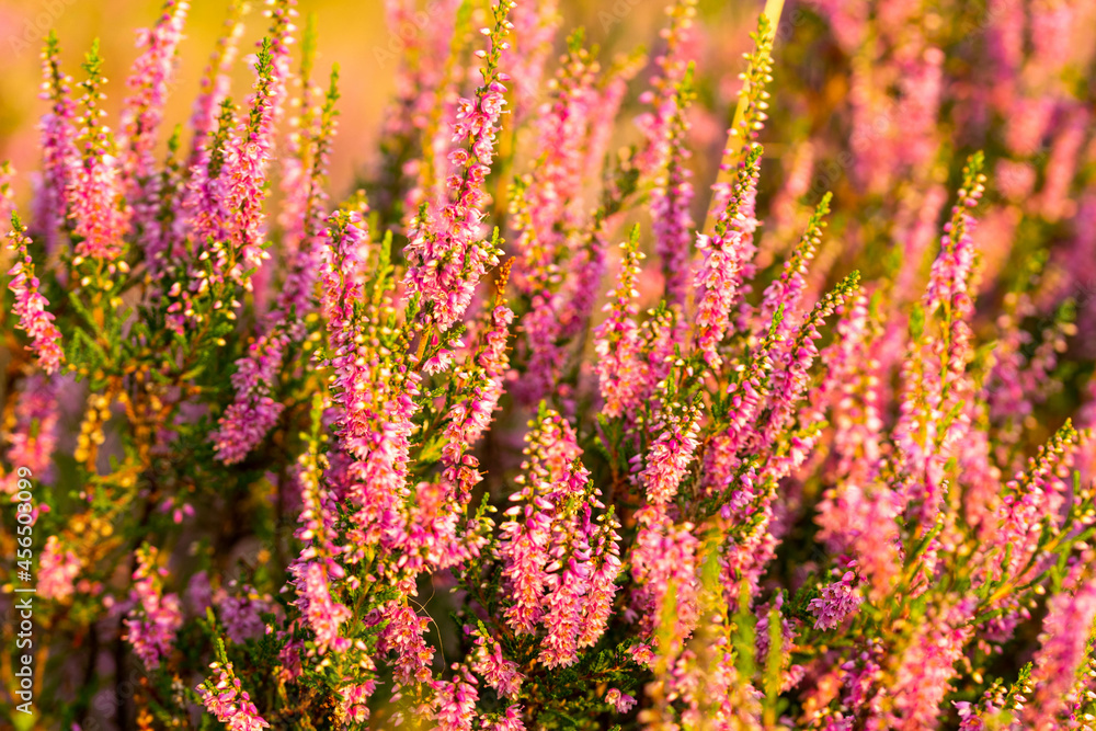 close up of blooming heather palnt with purple flowers close up of blooming heather palnt with purple flowers
