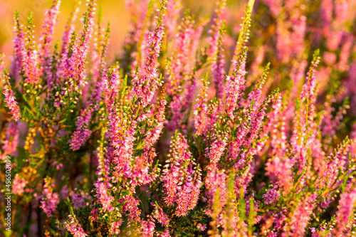 close up of blooming heather palnt with purple flowers