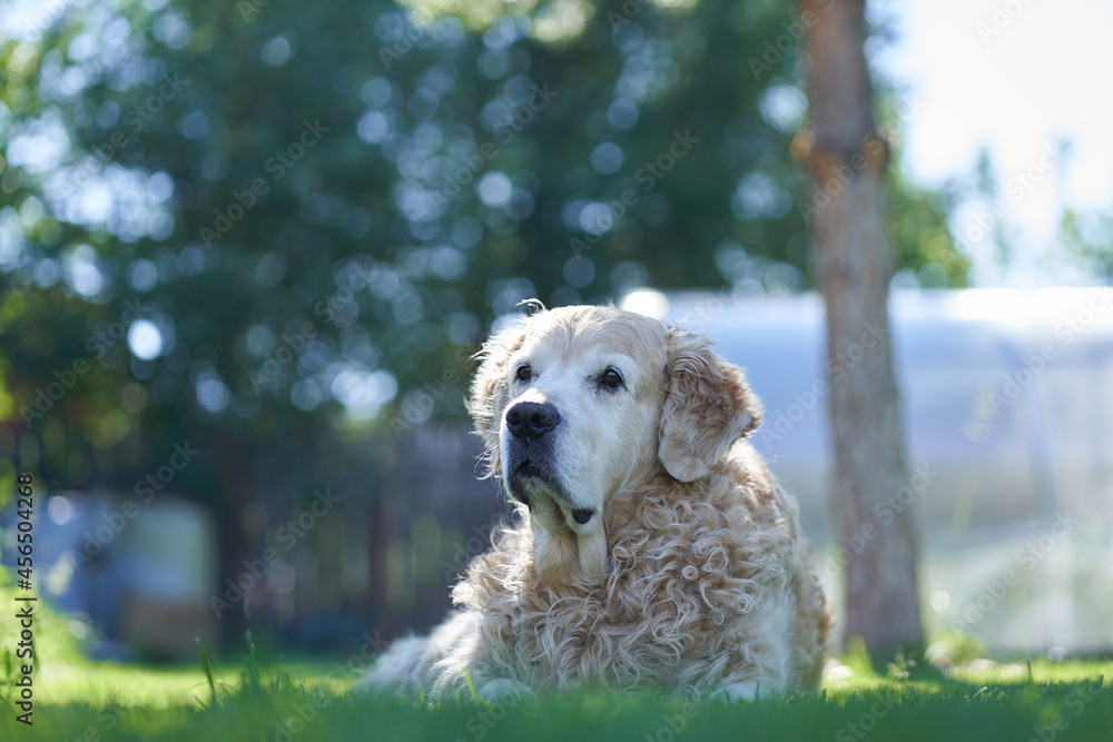a purebred curly-haired Labrador Retriever dog lies on a flat lawn. High quality photo a purebred curly-haired Labrador Retriever dog lies on a flat lawn. High quality photo