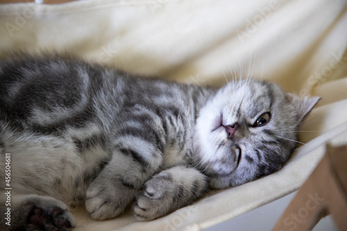 three months old kitty Munchkin wake up © Smui
