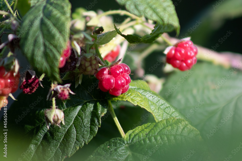 raspberry raspberry