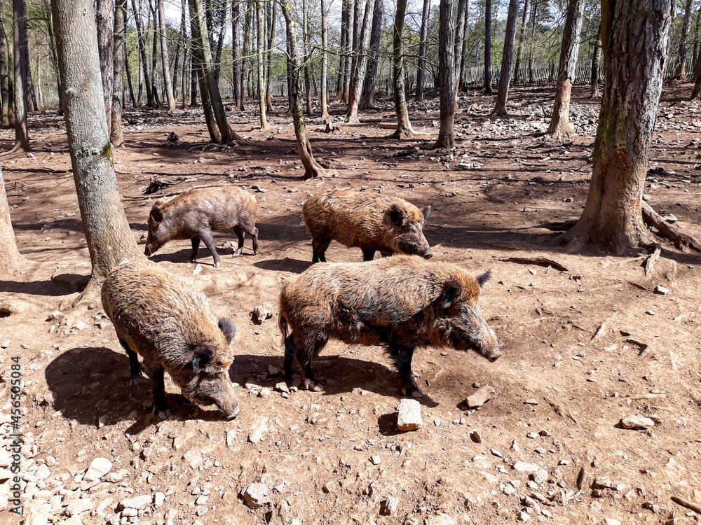 Fototapeta premium quartet of wild boars in a vacant lot