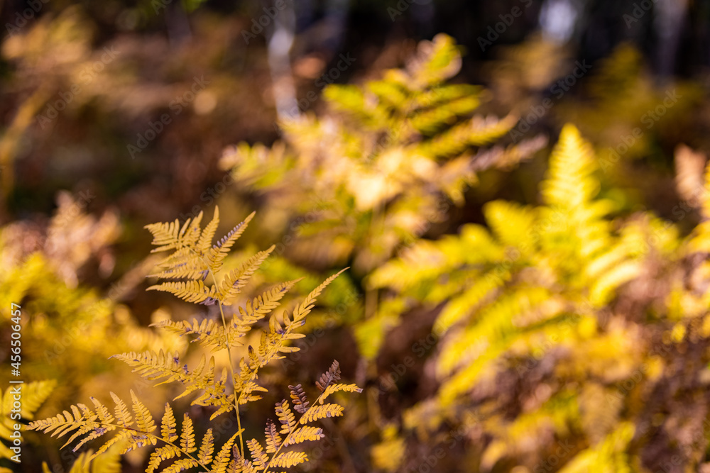 Autumn ferns in a yellow September forest with dried leaves.