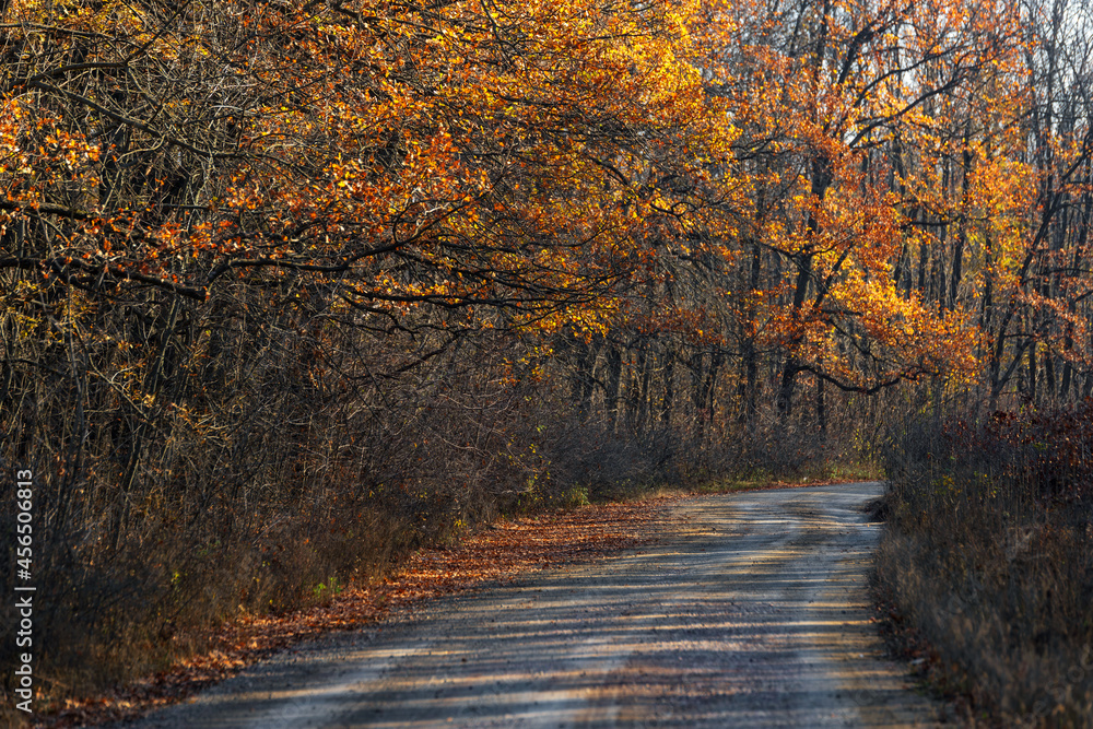 Obraz premium Empty Autumn paved road in the forest
