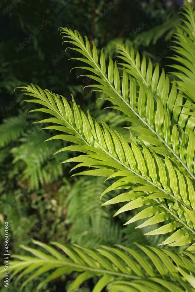 green fern background green fern background