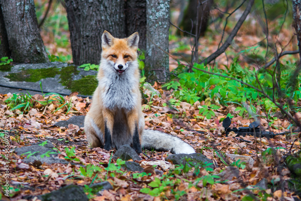 Fototapeta premium red fox in the woods