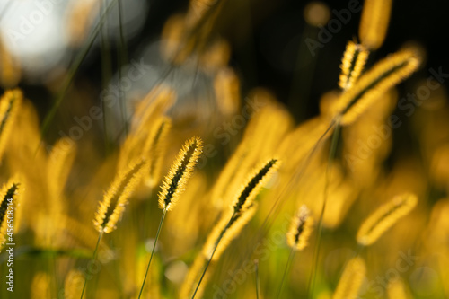 golden grass in a field