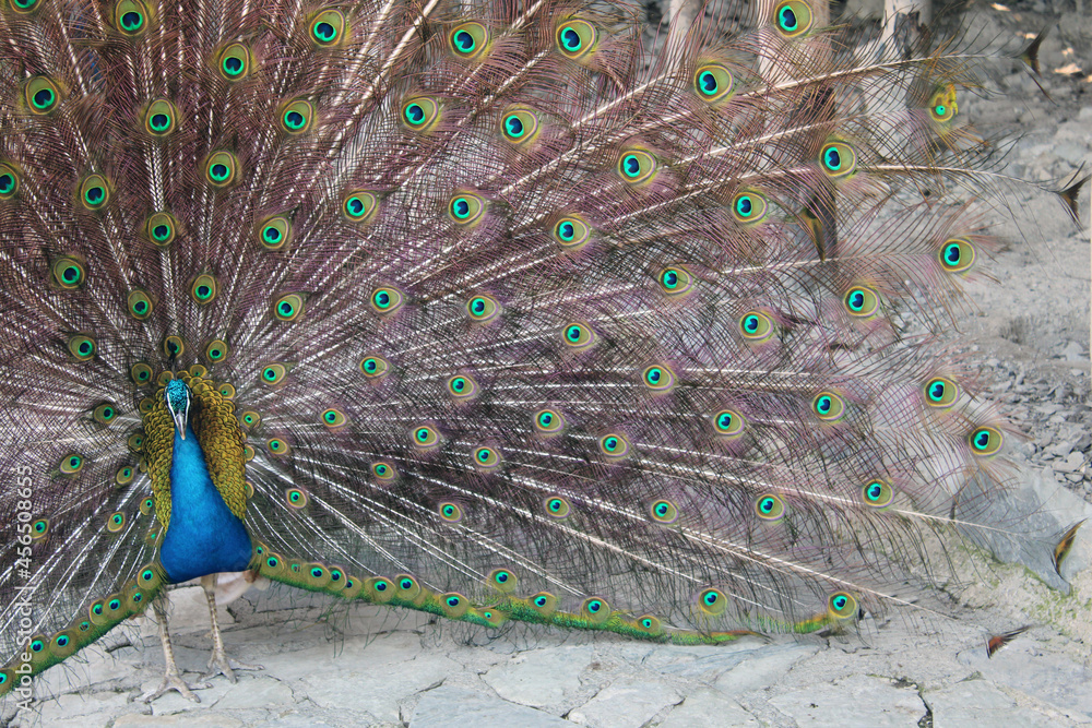 Obraz premium Beautiful peacock close up. Gorgeous peacock tail. Exotic bird.